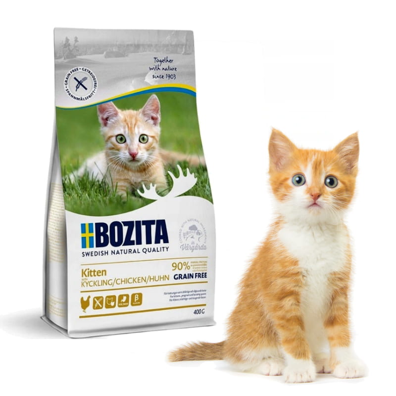 BOZITA KITTEN KURCZACZEK kot.jpg